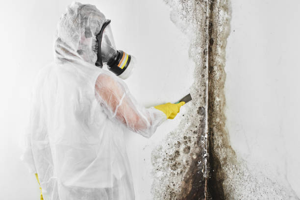 Best Residential Mold Removal  in Hughestown, PA