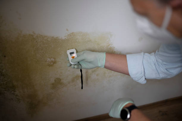 Best Same-Day Mold Removal  in Hughestown, PA