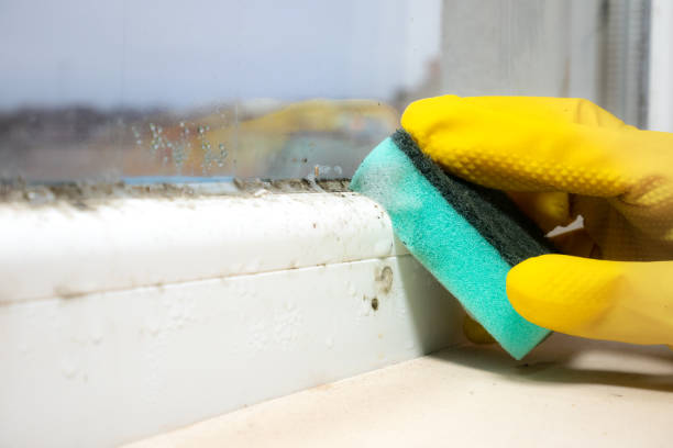 Best Home Mold Removal  in Hughestown, PA