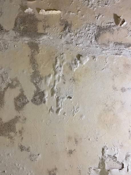 Best Professional Mold Removal  in Hughestown, PA