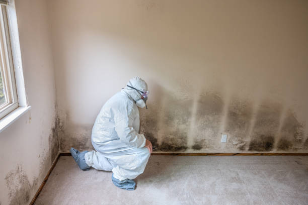 Mold Removal and Inspection in Hughestown, PA