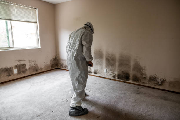 Best Mold Removal Company Near Me  in Hughestown, PA