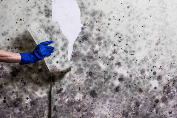 Best Mold Testing  in Hughestown, PA
