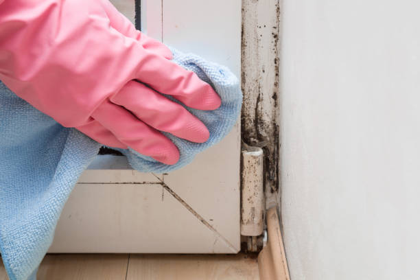  Hughestown, PA Mold Removal Pros