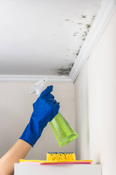 Best Toxic Mold Removal  in Hughestown, PA