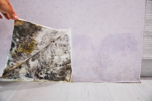 Best Best Mold Removal Companies  in Hughestown, PA